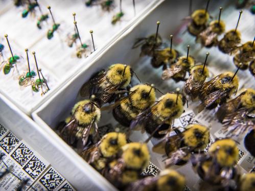 bee specimens